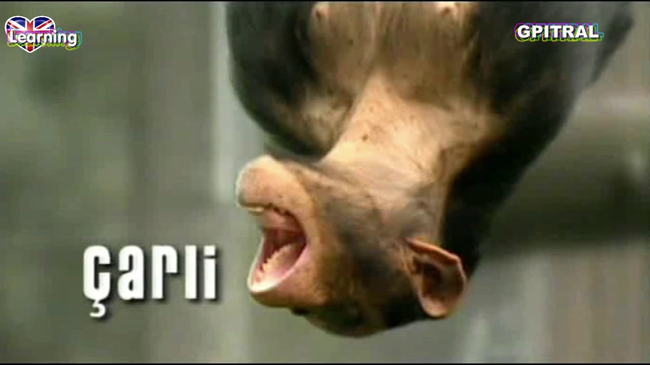 Monkey life 3 tv series english subtitles - YouTube