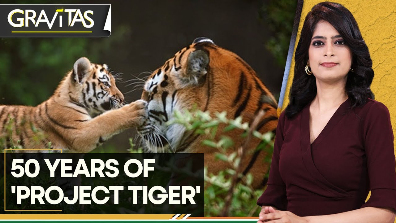 Gravitas: India is now home to 75% of the world's tiger