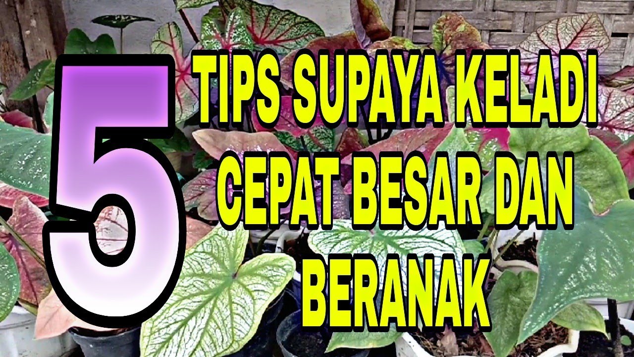 TIPS SUPAYA KELADI CEPAT BESAR DAN BERANAK