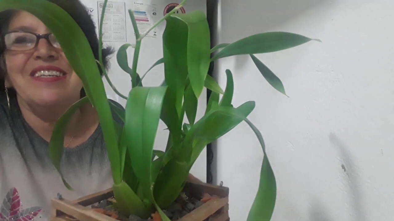 Orquídea Oncidium (bailarina) no cachepô de madeira. Elas adoram ficar com as raízes aéreas.