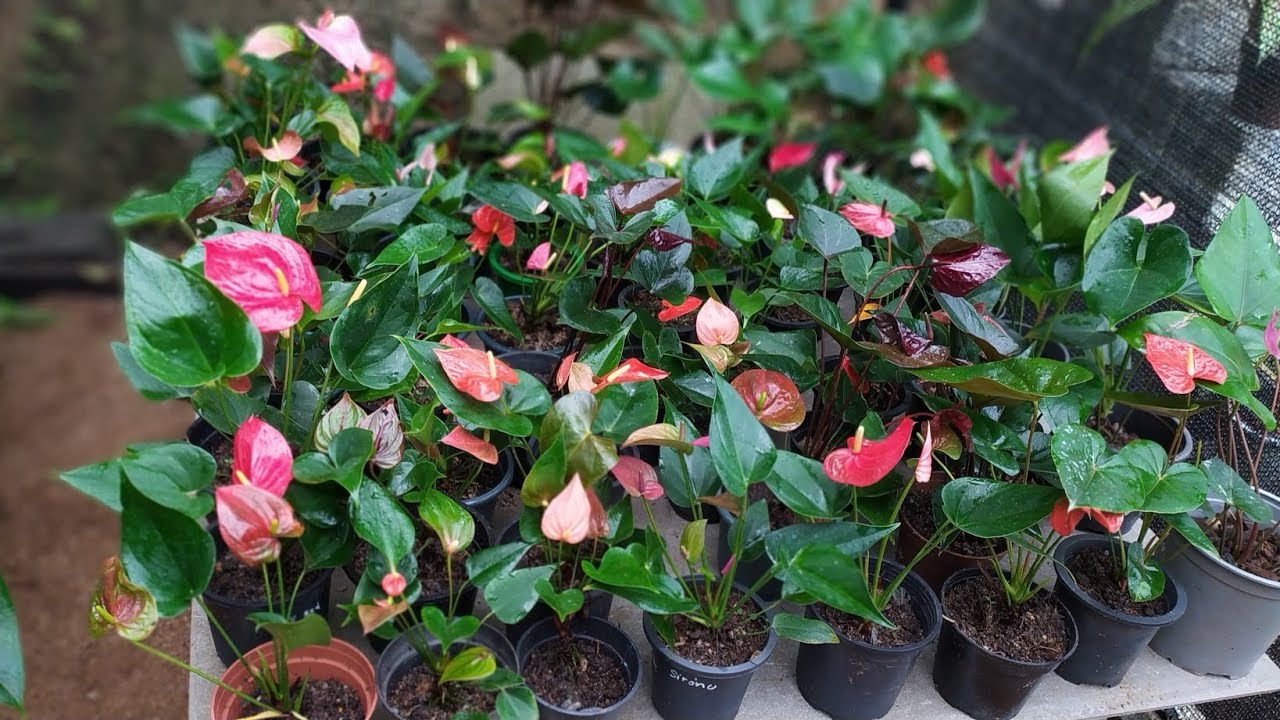 එන්නකෝ අද තාවානේ තියෙන ලස්සනම වර්ග ටිකක් තාවනටම ගිහින් තෝරලා ගන්න .0752878676