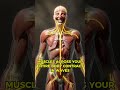 Your Body Loses Control When You Laugh 😳 (Here’s Why)