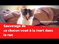 la belle histoire du chaton 🐱 Niko sauvé par amour - Kitten 🐱 Niko saved by love