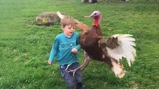 Funny Videos Animals   Funniest Turkey Compilation   Best Thanksgiving