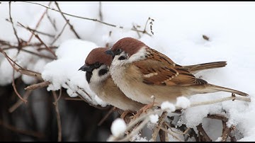 House and Tree Sparrows - Guess the bird #nature #birds #birdsounds #guessthebird #sparrows
