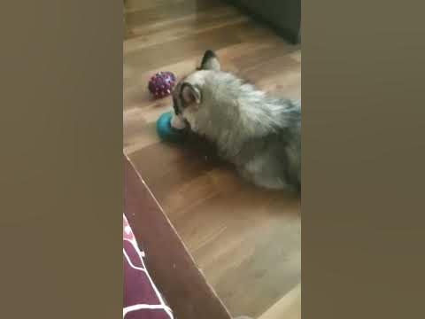 Bebo sing a song ️ #shorts #doglover #cute #baby #dog #viral #video # ...