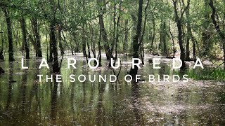 The sound of birds 🐦‍⬛ RELAXING NATURE