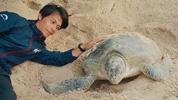 Đi chăm rùa biển đẻ tại Côn Đảo / I Went to Help Sea Turtles Nest in Con Dao