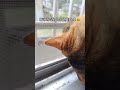 気になるよねカメムシ　#子猫#保護猫#猫のいる暮らし