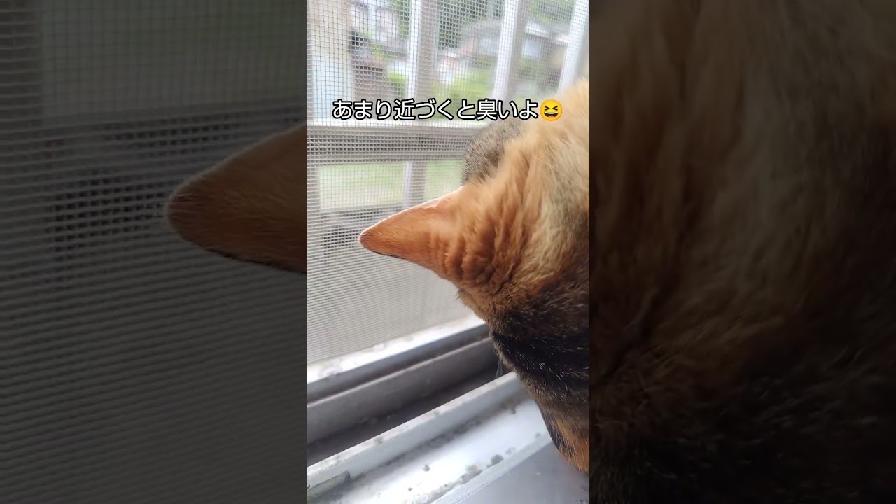 気になるよねカメムシ　#子猫#保護猫#猫のいる暮らし