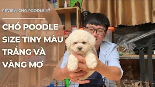 Chó Poodle Size Tiny Màu Trắng Và Vàng Mơ  Tuấn Phút Đồ