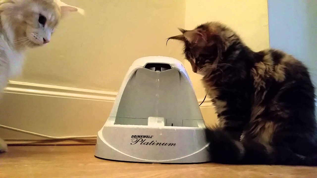 Maine Coon Mymble playing with the water fountain YouTube