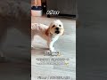 The Surprise Shave-Down: Maltipoo’s Dramatic First Grooming Glow-Up