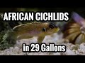 Top 5 African Cichlids in a 29 Gallon Aquarium