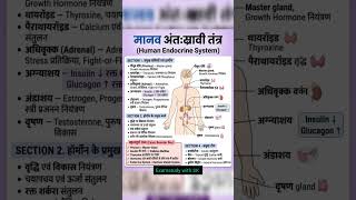 मानव अंतः श्रावी ग्रंथि/तंत्र।। human endocrine system।। maanav antaah shrawi granthi #shorts