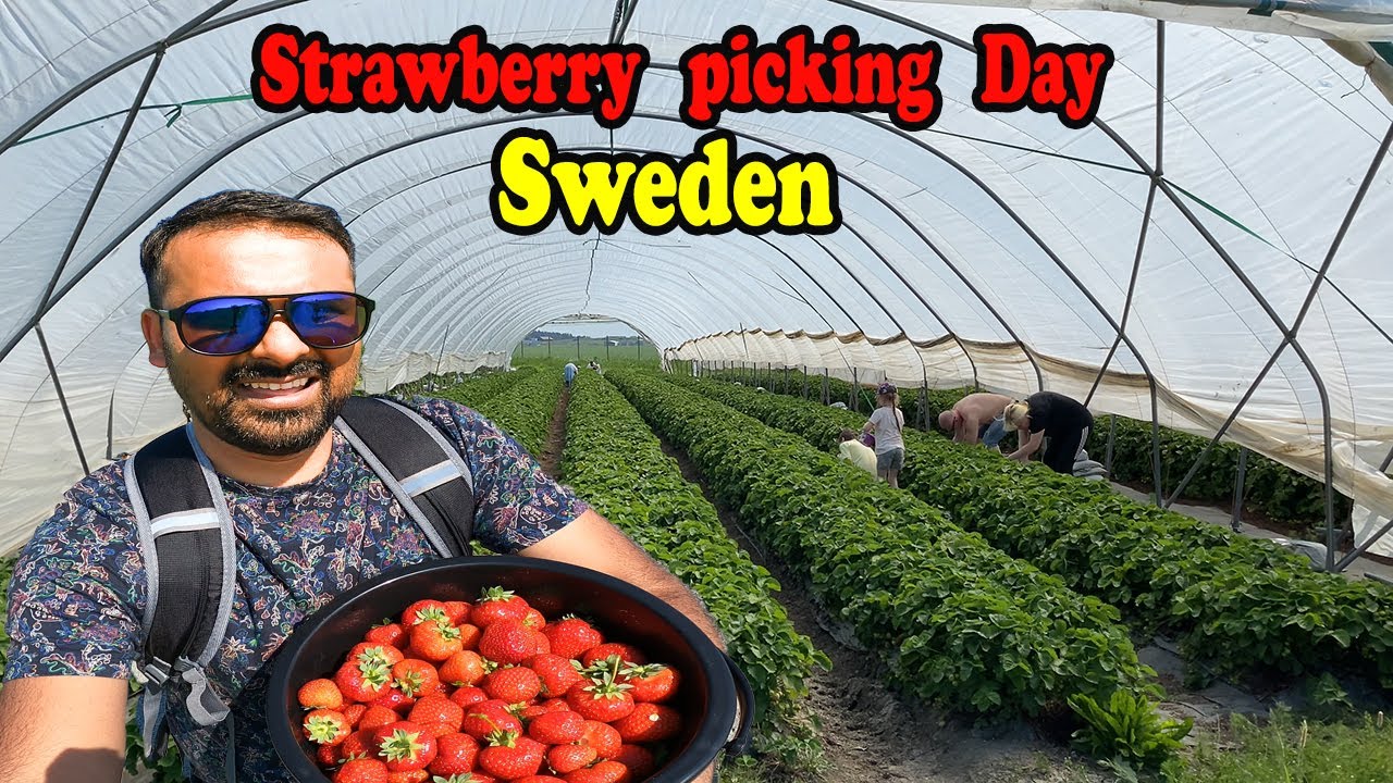 Working as a strawberry picker in Sweden(summer job), Strawberries
