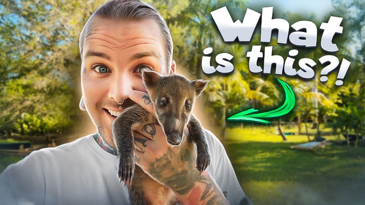 MEET CHAKA! Our BABY COATIMUNDI ! - YouTube