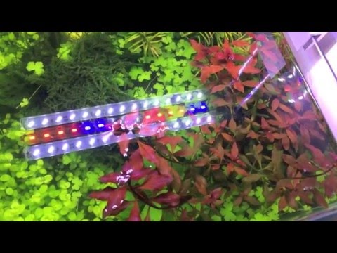 Oświetlenie Do Akwarium Jak świecić żeby Rosło Big Fish 006 Youtube