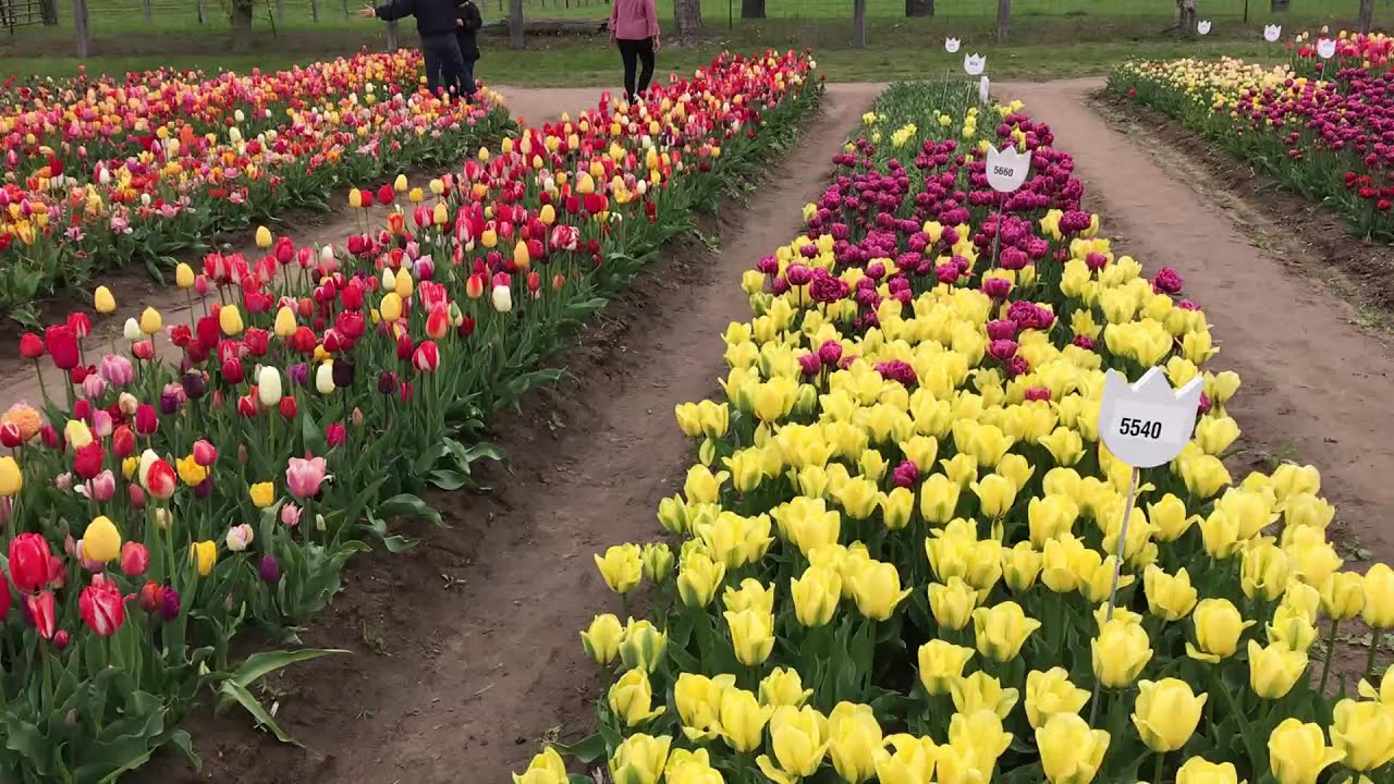 Tulips garden in Michigan USA YouTube