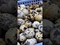 Vietnam Local Market at 5am — Most People Never See Thií #wetmarket #localmarket #egg