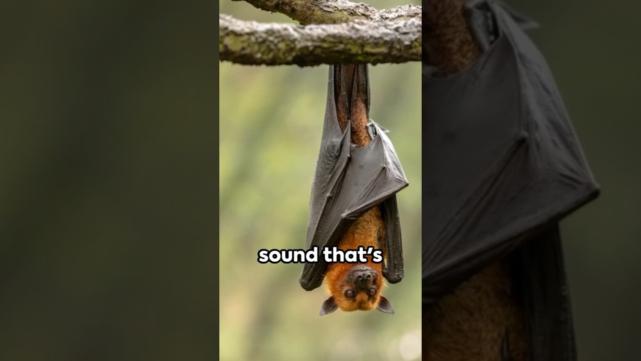 How Do Bats Fly? | unknown fact about bat
