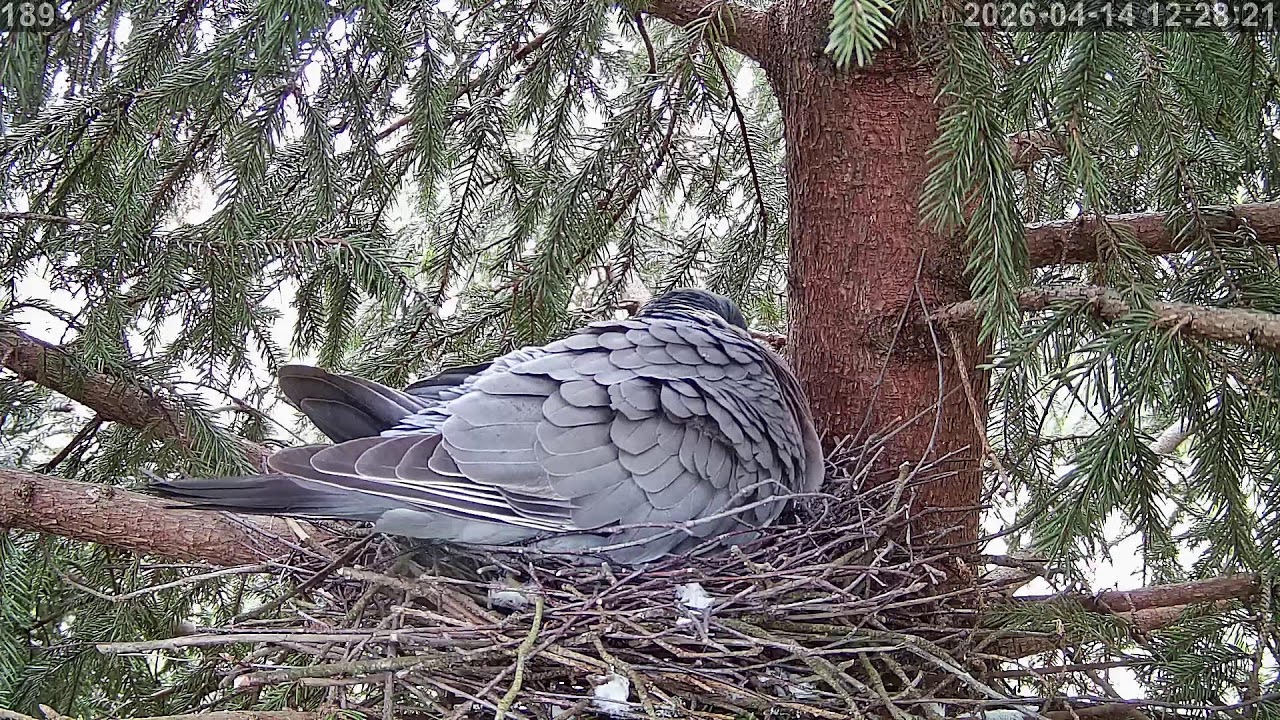 #Гнездо Вяхиря март 2026 года. г. Калуга