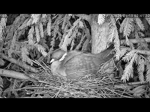 #Гнездо Вяхиря март 2026 года. г. Калуга