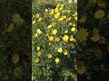 الأقحوان التاجي زهرة Glebionis Coronaria