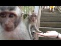 Обезьяны воруют. Бали 2016. Лес обезьян