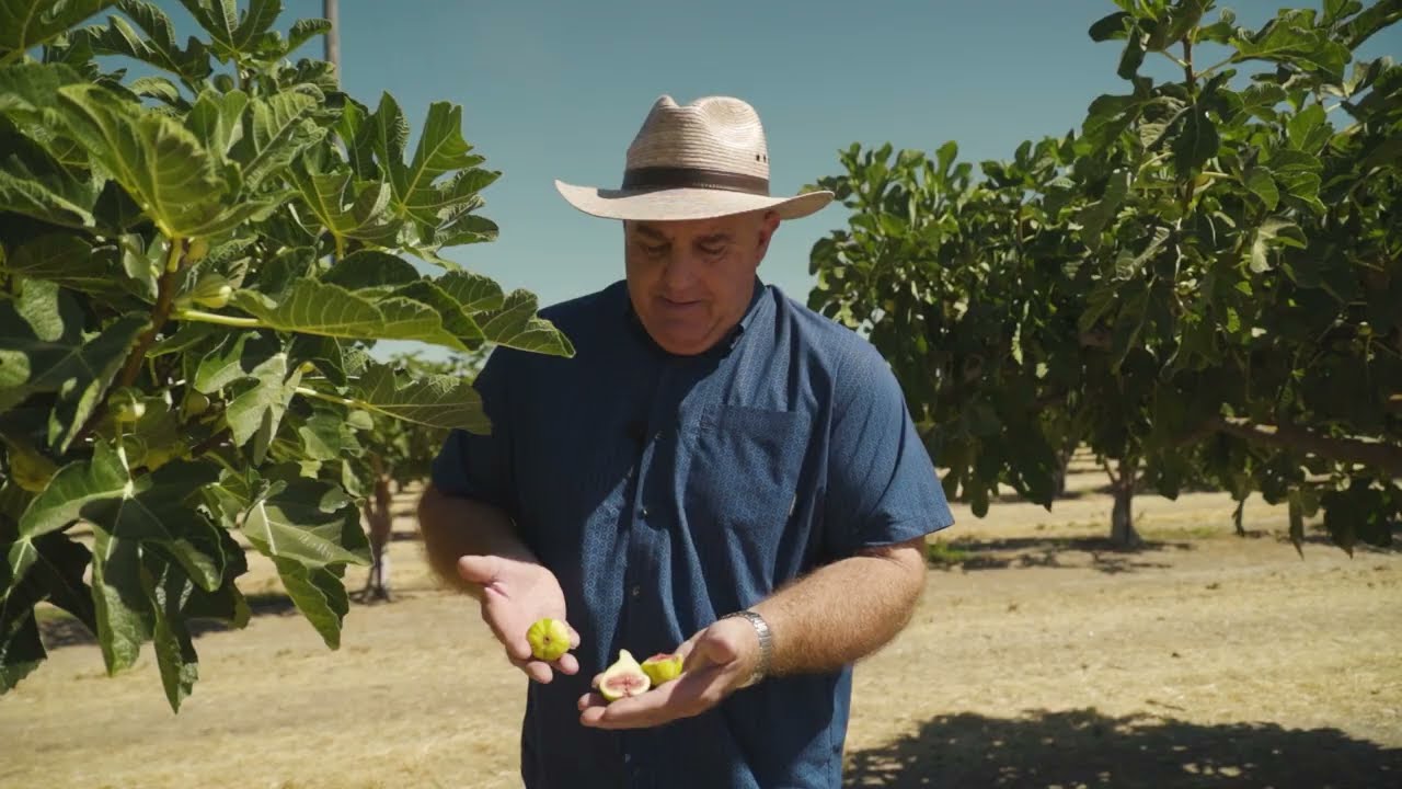 Fresh California Figs | From the Field with Stephen
