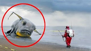 Tsunamis Discovered UNBELIEVABLE And Strangest Things!