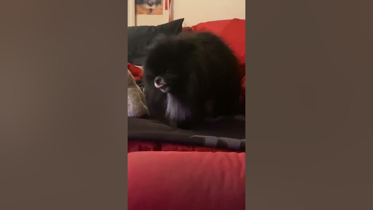 DOG LICKING AIR AND CRYING YouTube