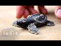 Short film how to help sea turtles threatened by extinction