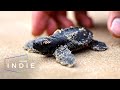 Sea Turtle Conservation Quiz