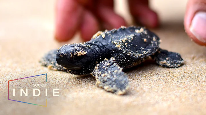 Short Film: How to Help Sea Turtles Threatened By Extinction - DayDayNews