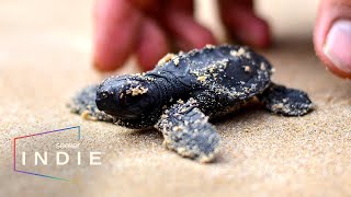 Short Film: How to Help Sea Turtles Threatened By Extinction