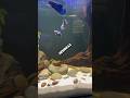 Betta hembra encontr nido  pezbetta fishtank fishaquarium bettafish pez guppyaquarium