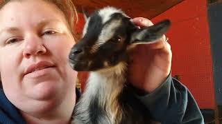 Caprine Supply Lambar Feeder For Goats Review/ How We Bottle Raise Goat Kids