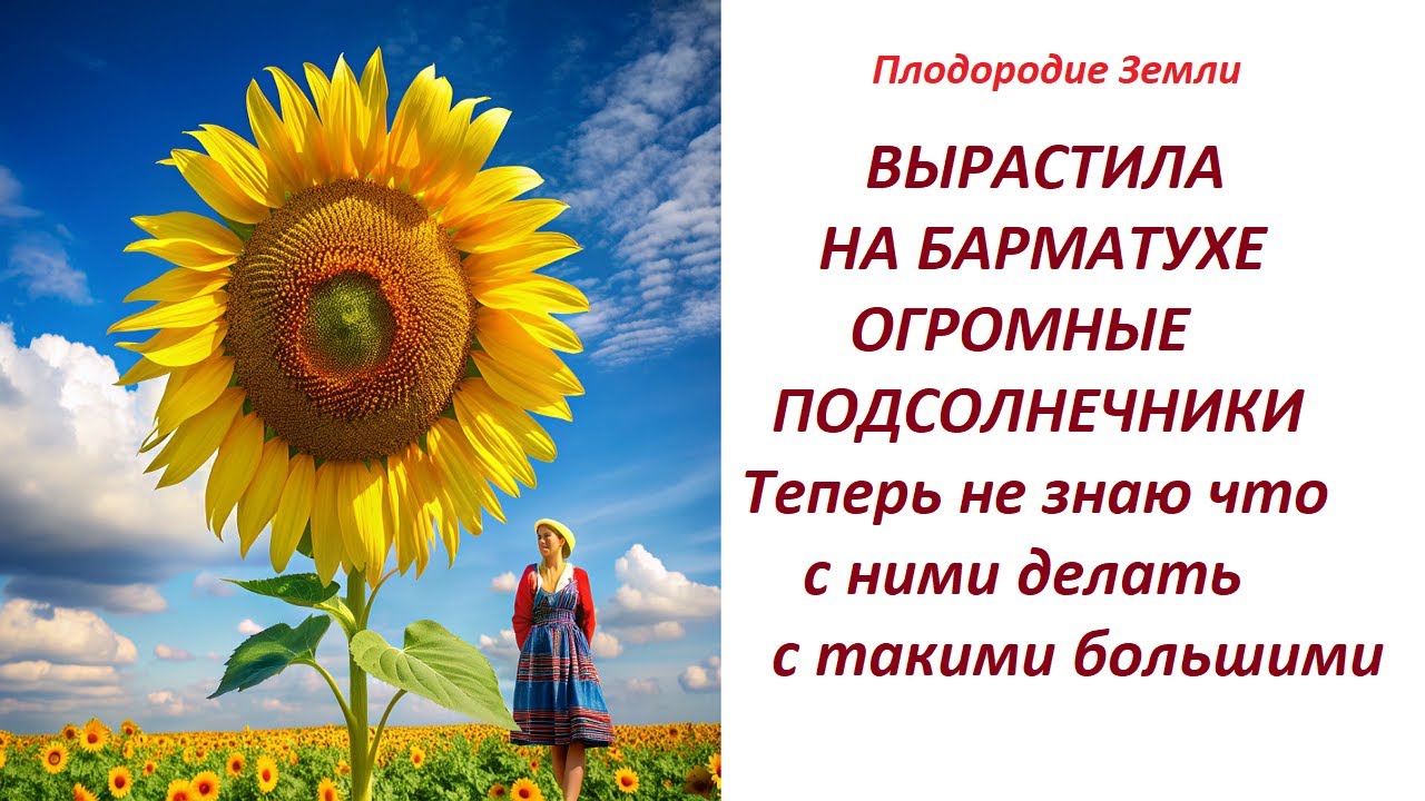 Подсолнухи на БАРМАТУХЕ озадачили хозяйку своими размерами №89/24