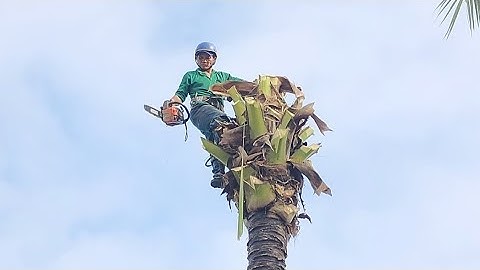 Cưa  cây  dừa  nghiêng  vào  nhà  .Coconut tree saw