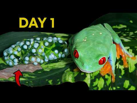 How a Tadpole Transforms Into A Red eyed tree Frog | Relaxing video