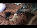 Dogs meet rescued foster kittens!