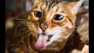 ДО СЛЁЗ СМЕШНЫЕ ПРИКОЛЫ 2019/ПРИКОЛЫ ПРИКОЛЫ ПРО ЖИВОТНЫX 2019/СМЕШНЫЕ ПРИКОЛЫ С ЖИВОТНЫМИ 2019 ДО СЛЁЗ СМЕШНЫЕ ПРИКОЛЫ 2019/ПРИКОЛЫ ПРИКОЛЫ ПРО ЖИВОТНЫX 2019/СМЕШНЫЕ ПРИКОЛЫ С ЖИВОТНЫМИ 2019