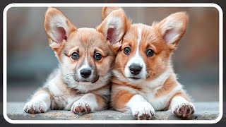 Corgi Facts Decoded: From Fairy Steeds to Internet Sensations