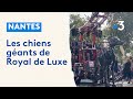 El xolo le chien mexicain de royal de luxe fait sa toilette