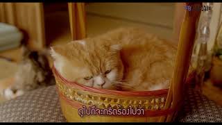 [Review] รีวิว หนังญี่ปุ่นที่มีแมว Rentaneko (Rent-a-Cat) - แมวเช่าอลเวง (2012)