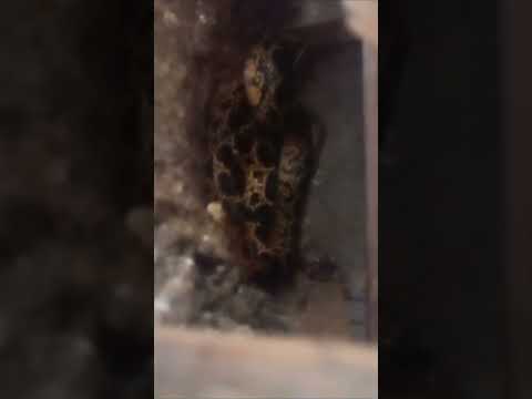 دخول ثعبان الى قفص الحمام