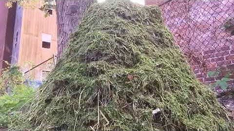 Berkeley method of Hot Compost 2