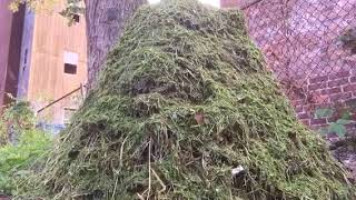 Berkeley method of Hot Compost 2