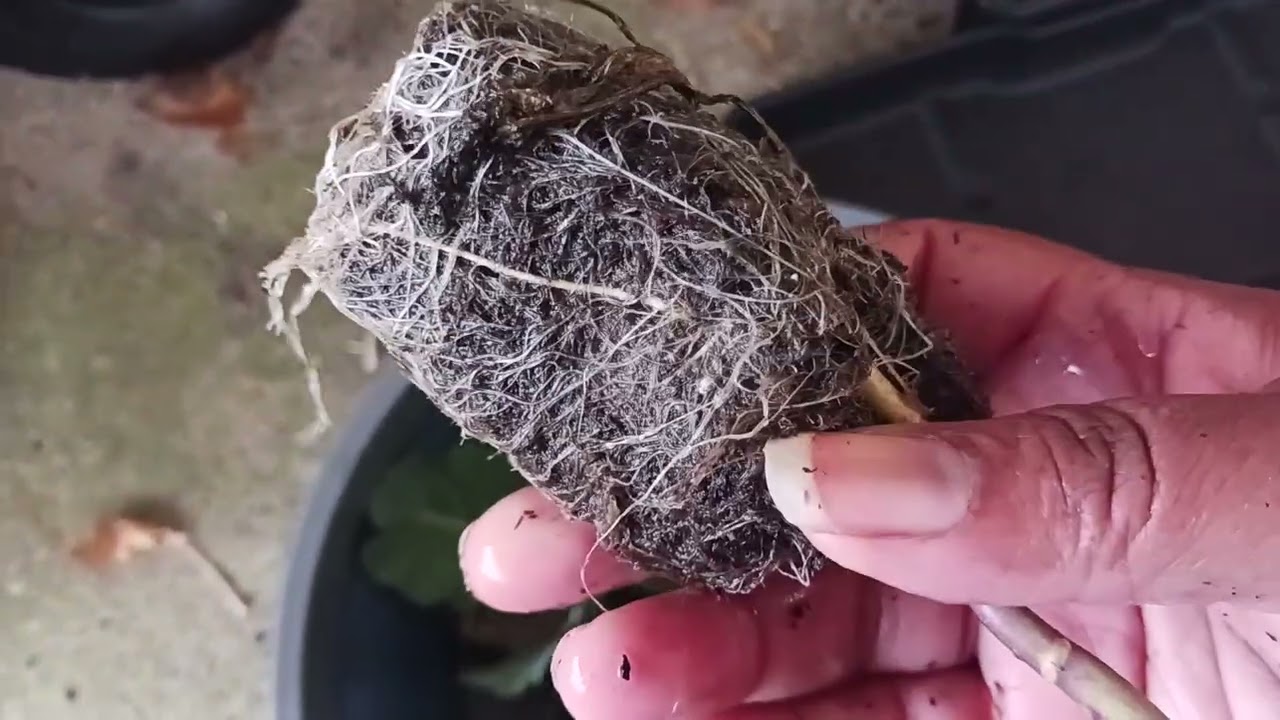 Collard Greens Day: Transplanting Collard Greens Starts #zone9a #gardenwork 
